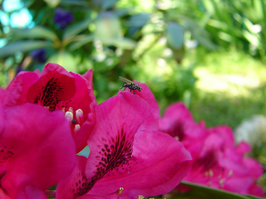 rododendruss