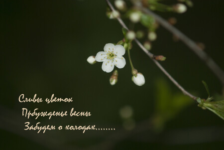 хокку