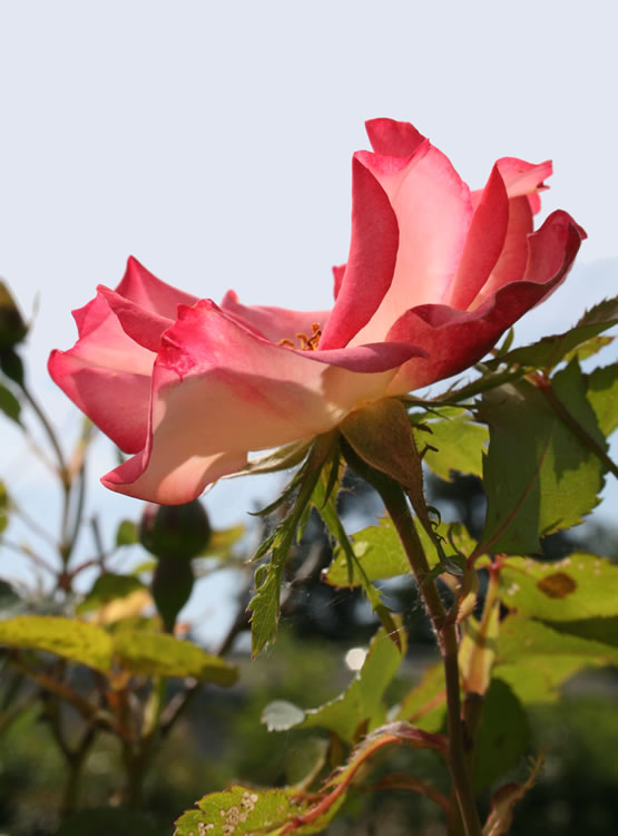 Summer Rose