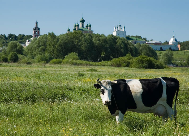 Коровёнка