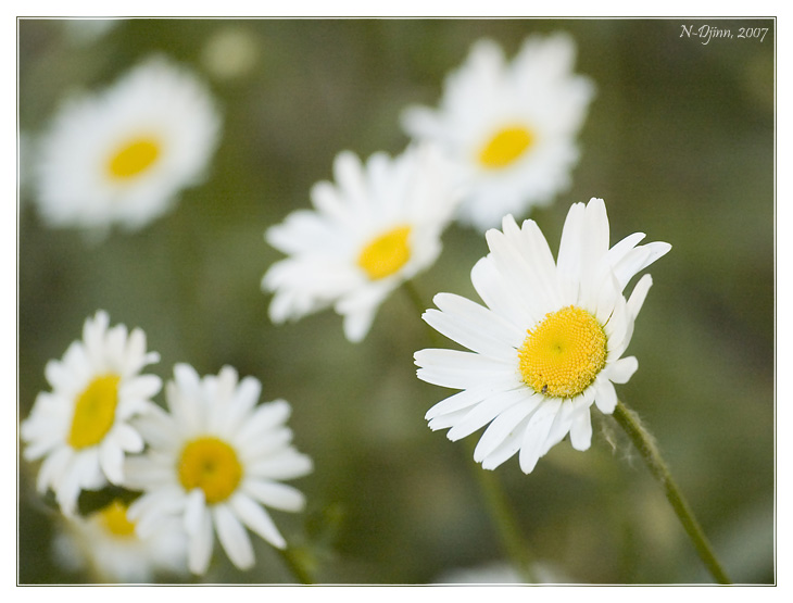 Matricaria