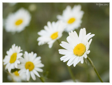 Matricaria