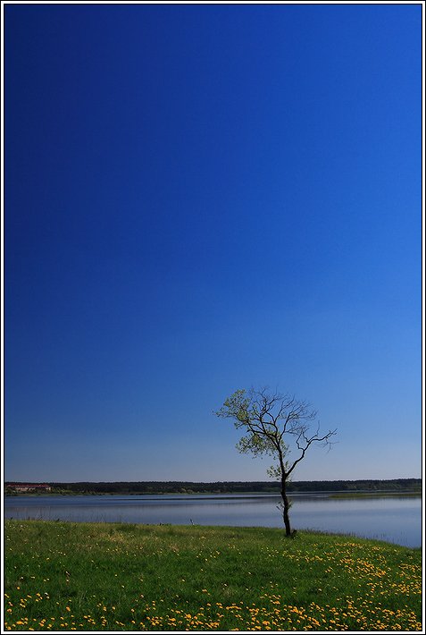 У озера.Дерево
