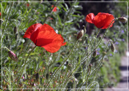 Маки из Франции.