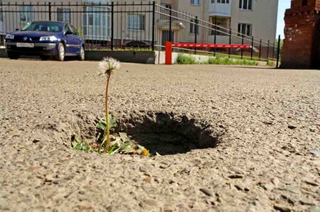 Одуванчик с... живучий