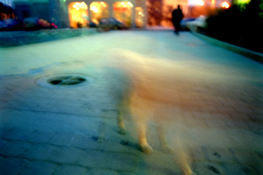 ghost dog