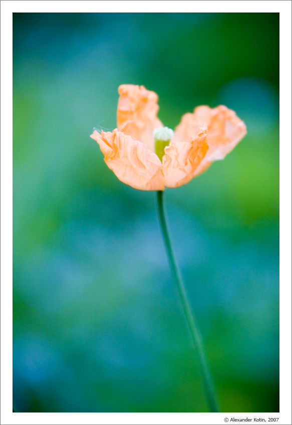 Colours