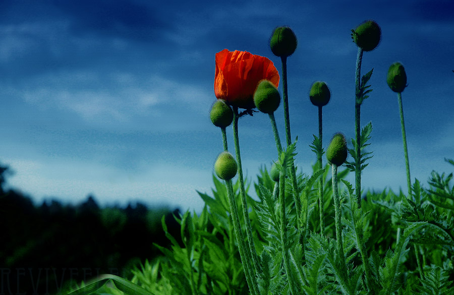 Flowers bloom