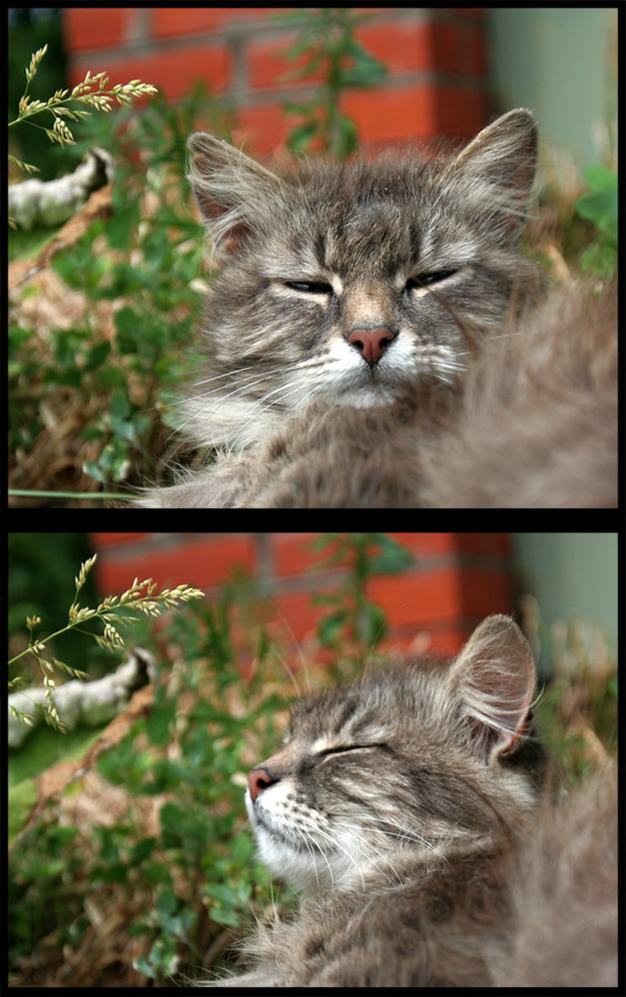 Котег