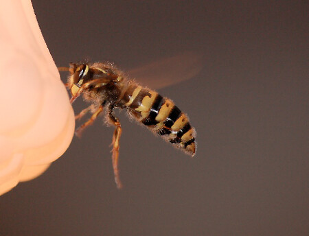 Просто &amp;quot;Оса&amp;quot;