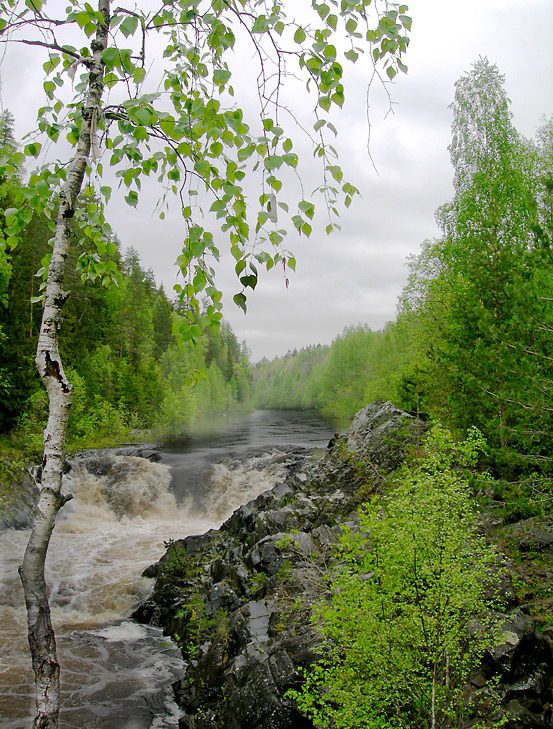 Карельская берёза