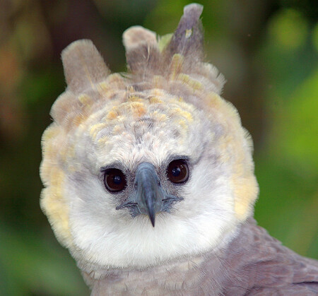Орел Гарпия (Eagle Harpy, Harpia)