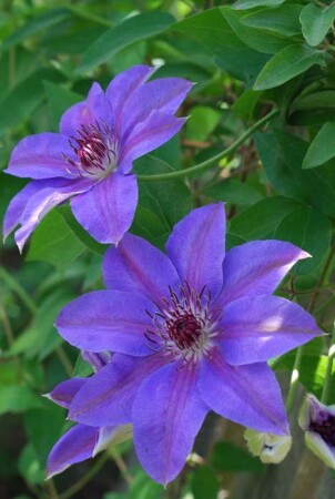 Голубые глазки