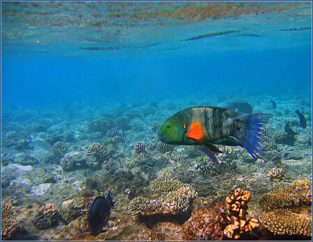 Подводный мир Красного моря