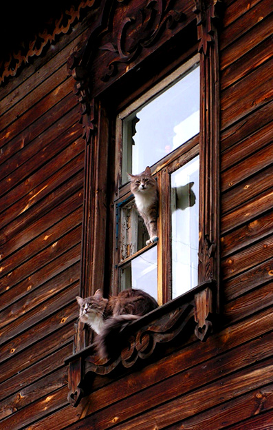 Про кошкоф