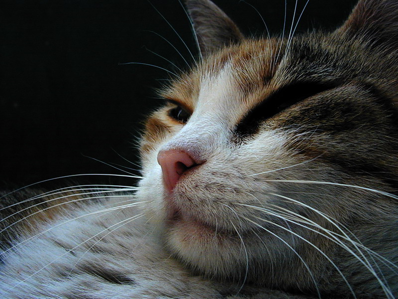 Кошатина