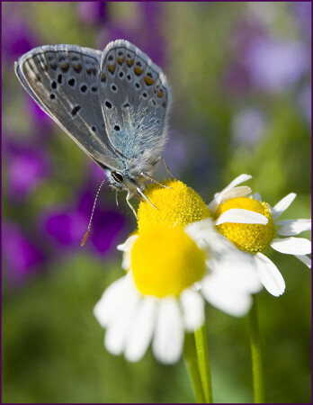 Ромашковое настроение