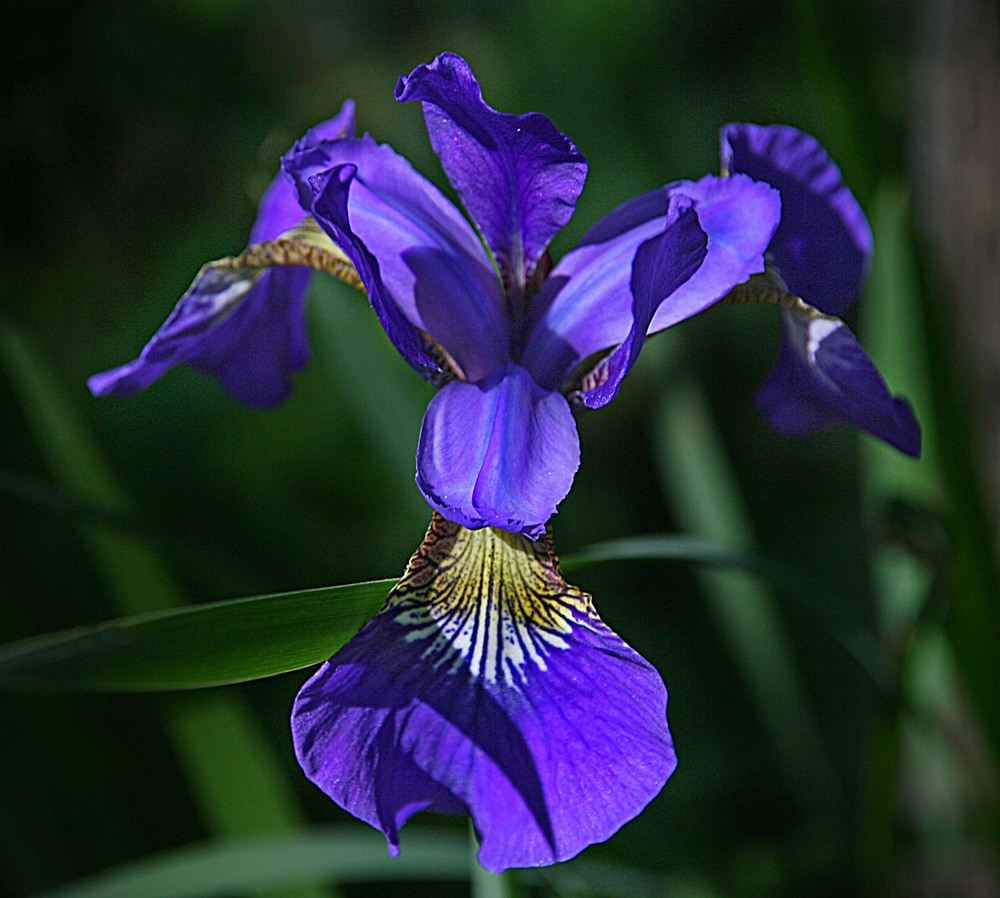 IRISS