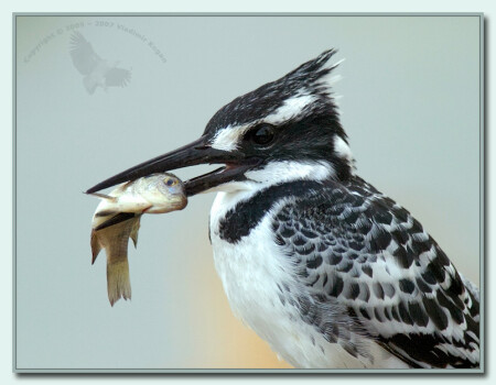 Kingfisher-удачная охота