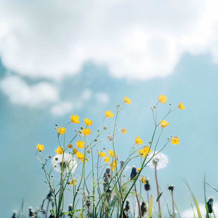 summer breeze