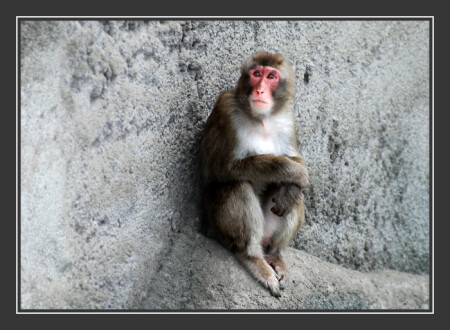 Достала жизнь в вальере