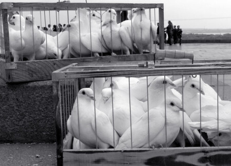 призрачная свобода