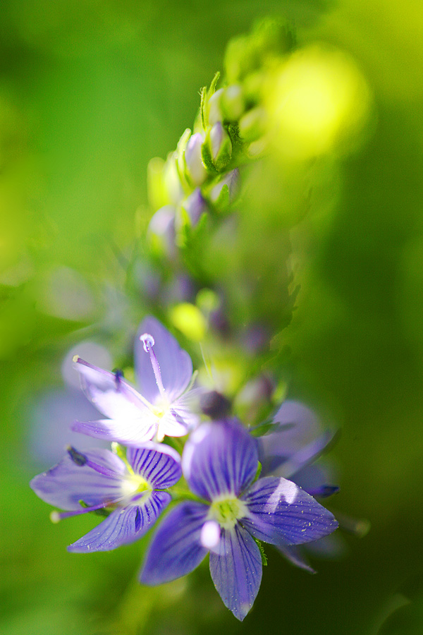 Summer tale