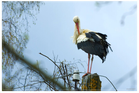 Новое гнездо