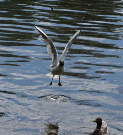 Чайка по имени Джонатан ^_^