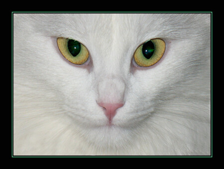 Felis domestica Chika