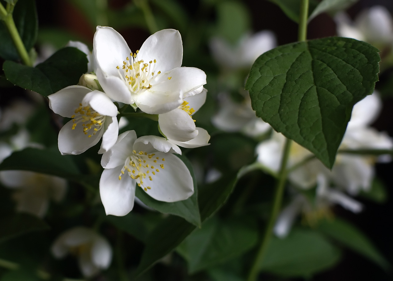 Жасмин (Philadelphus)