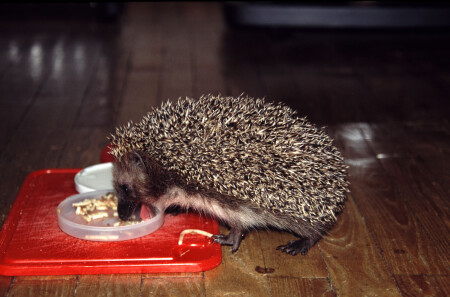 Домашний ужин