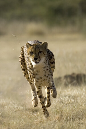Cheeta