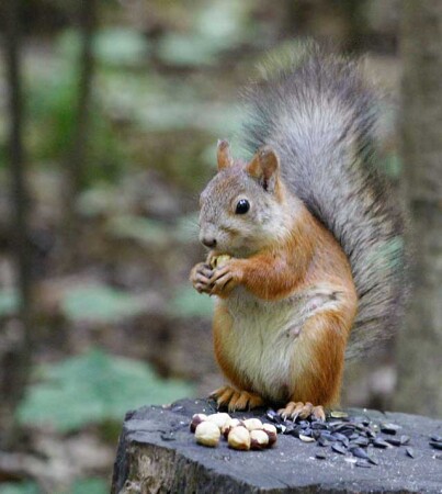 Новый имидж Белки?