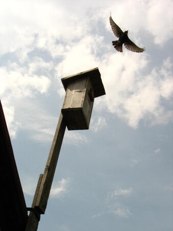 скворцы летят на родину, скворцы...