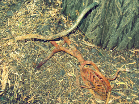 где мой хозяин ? 