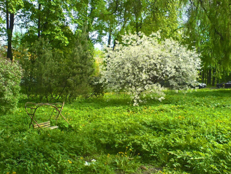 Чистый аромат неба