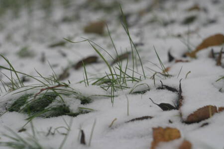 Первый снег