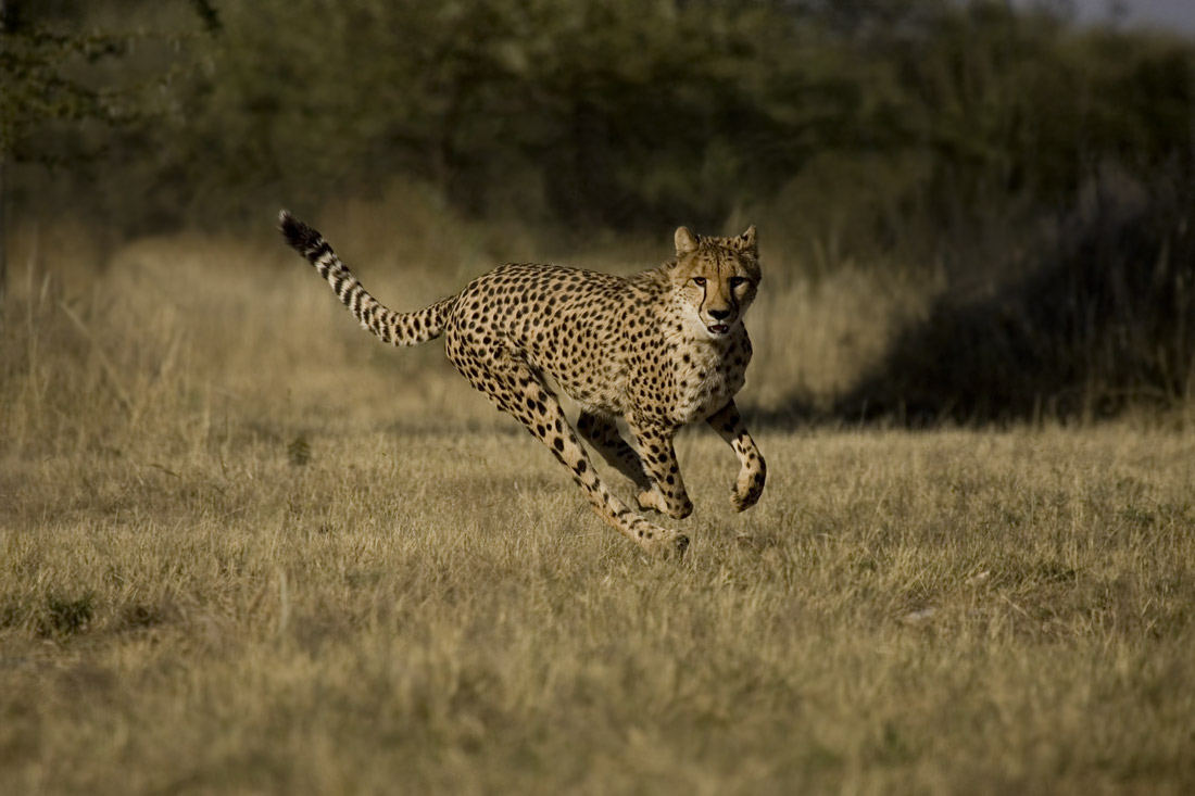 Cheetah