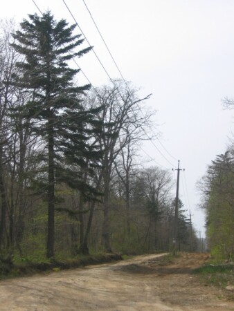 недавний лес