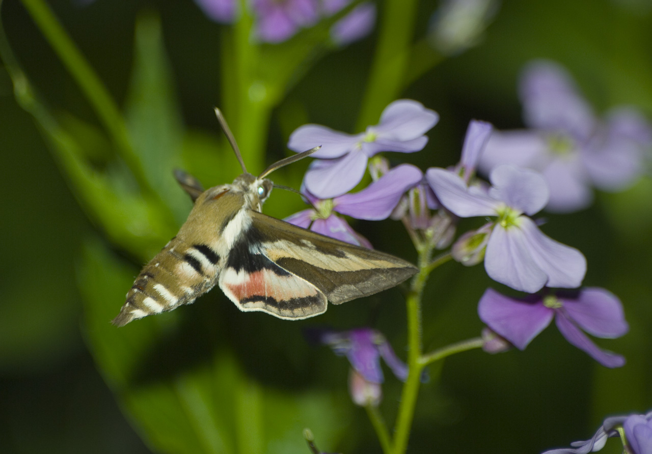 Hyles gallii