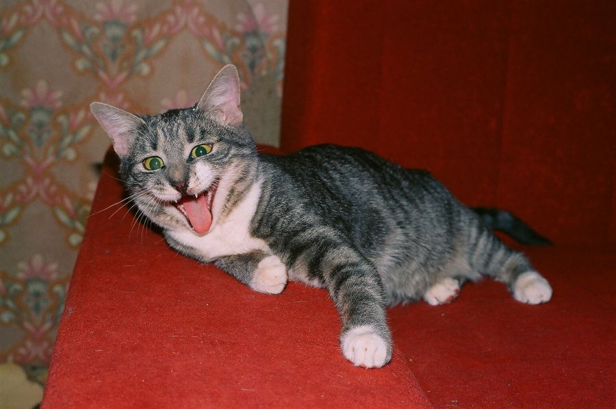 Мяу!