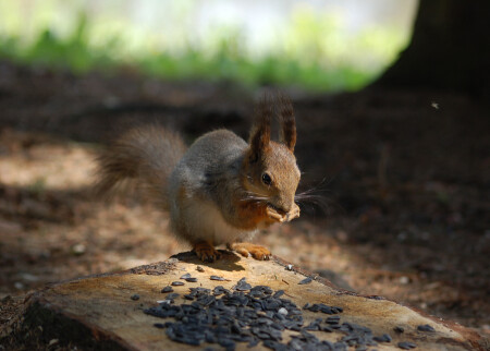 Бесплатный обед