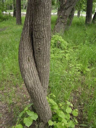 ТАНГО ( тени)