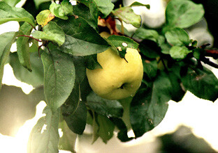 Аромат любви