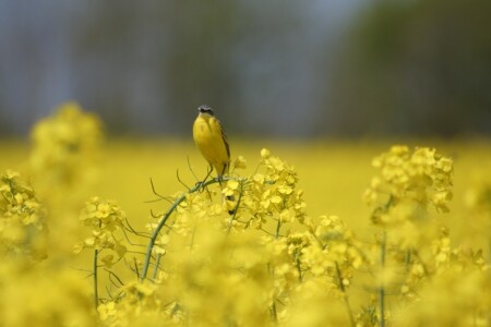 просто птичка