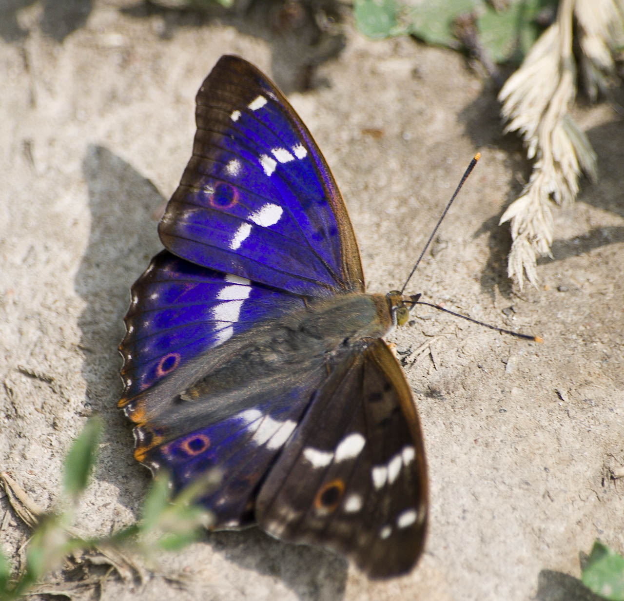 Apatura ilia
