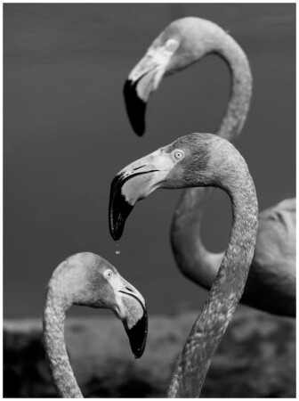 Le flamant