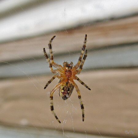 &quot;колючка&quot;