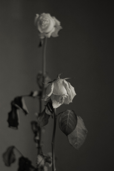 two_roses